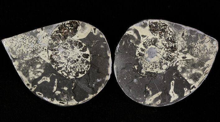 Pyritized Ammonite Fossil Pair #48098